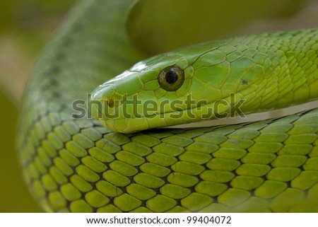 Green Mamba Snake (Dendroaspis Angusticeps), South Afri