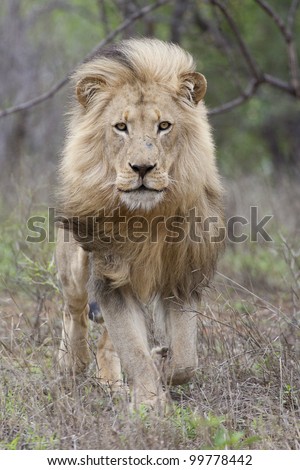 Male African Lion (Panthera leo) running, Kruger Park, South Africa