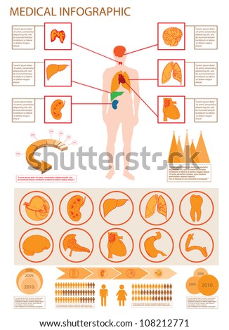 human organ anatomy