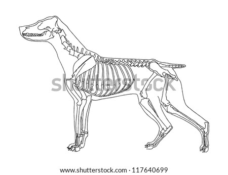 dog skeleton shirt