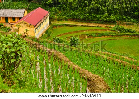 Rural school among rice terraced paddy field, Sapa, Vietnam