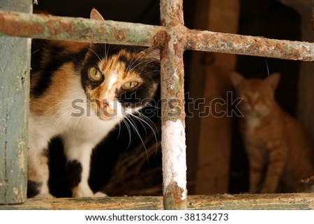 Evil look of cat hiding in a cellar
