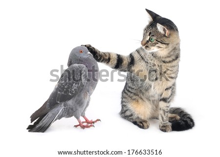 cat irons a paw of a pigeon on a white background cat irons a paw of a pigeon on a white background