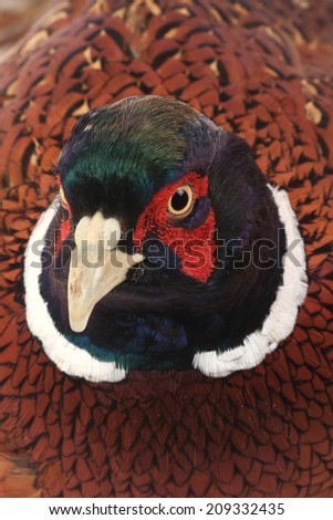portrait  pheasant hunting is photographed in studio