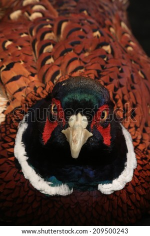 portrait  pheasant hunting is photographed in studio