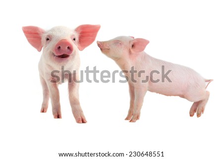 smile pig on a white background