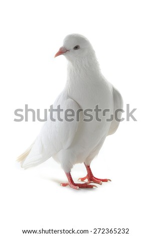 white pigeon on a white background white pigeon on a white background