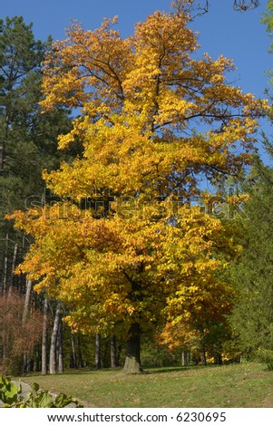 Tree in the autumn on a background of a wood