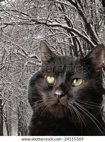 Black cat on a woods  background