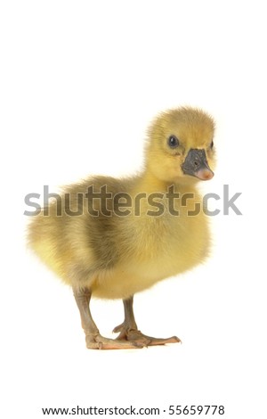 goose  on a white background