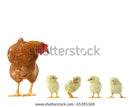 hen and chicks on a white background