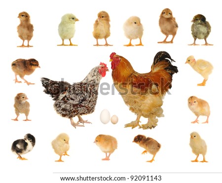 stock photo : hens on a white background