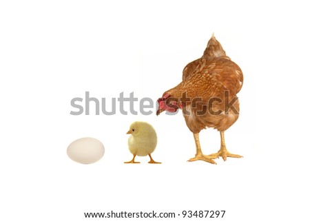 Hen, chicken and egg on a white background
