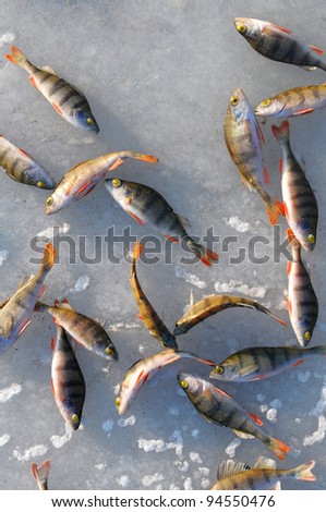 Perch fish isolated on white background