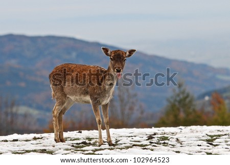 young deer in the mountains in winter sticking out its tongue