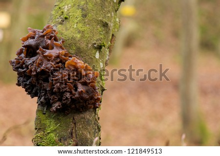 brain-shaped fungus growing on a tree trunk