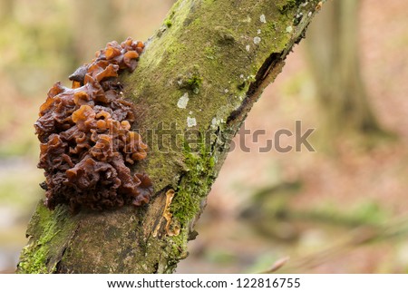 brain-shaped brown fungus growing on a mossy tree trunk