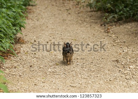 little brown rabbit running on a gravel path