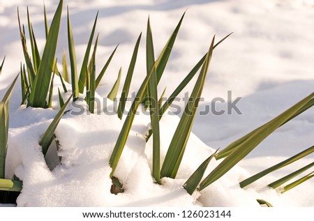 blades of grass outgrowing of the snow
