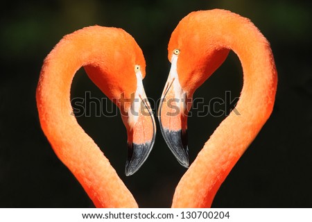 two flamingo heads - heart-shaped
