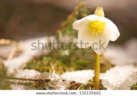 white christmas rose growing out of a snowy forest floor