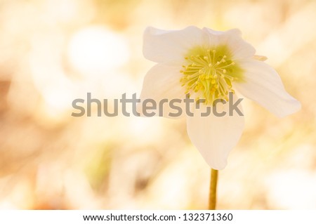 white christmas rose on a soft bright background