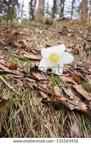white christmas rose (Helleborus niger) in the forest