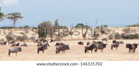 herd of different animals in the savannah in tanzania national park - selous game reserve