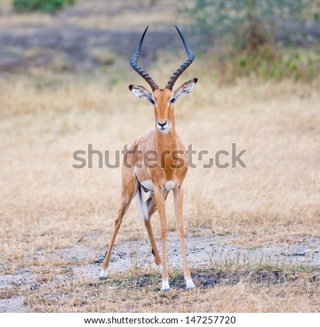 Impala Antelope In The National Park Selous Game Reserve In Tanzania