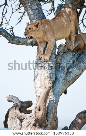 female lion climbing down a tree - national park masai mara in kenya