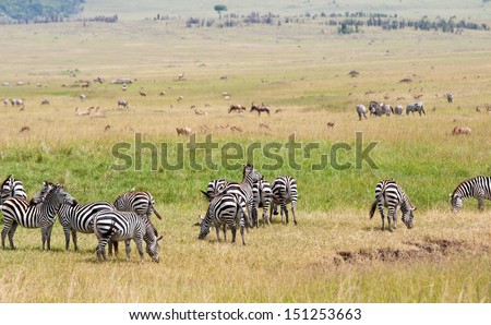 herd of different animals in the savannah in east africa - national park masai mara in kenya