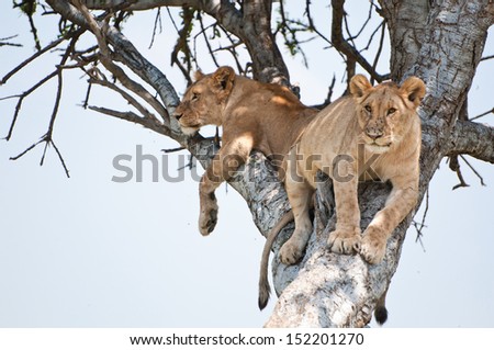 two young lions on a tree - national park masai mara in kenya