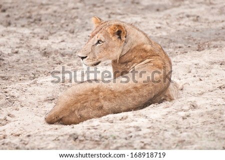female lion lying in the sand - national park selous game reserve in tanzania