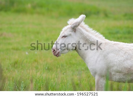 side view of a white donkey on the pasture