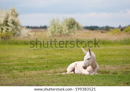 lonesome white donkey lying on the pasture