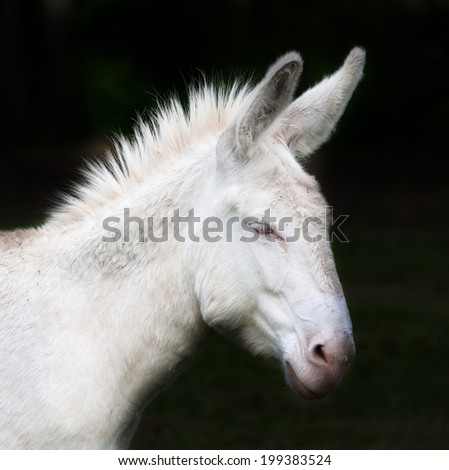 side face portrait of a donkey isolated on black