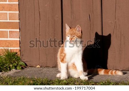 tabby cat sitting in front of a wooden garage door on a sunny day