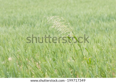 flowering blade of grass outgrowing of a cornfield