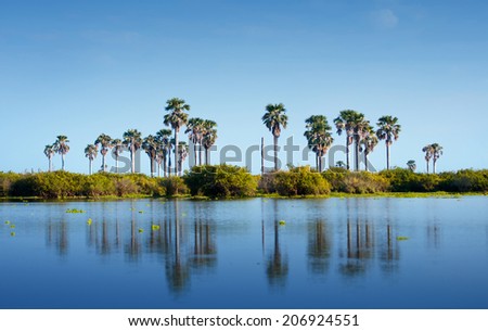 palm trees reflecting in the lake manze in africa