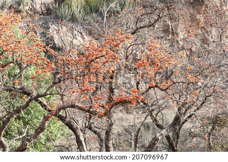 flame of the forest trees in the national park ranthambore in india rajasthan