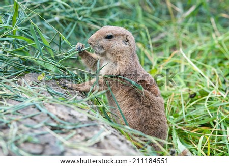 little prairie dog sitting in front of its earth hole eating a blade of grass