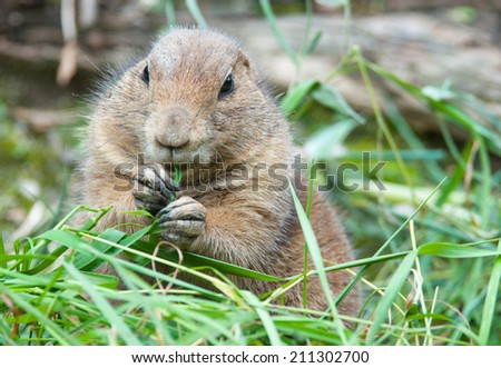 black tailed prairie dog eating a blade of grass