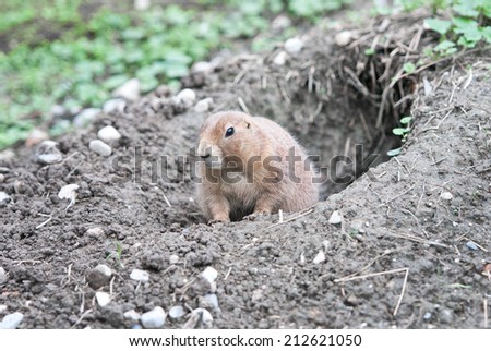 prairie dog looking  out curious of its earth hole