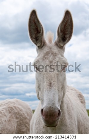 portrait of a prick eared white donkey