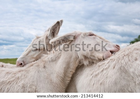 white donkey pair grooming