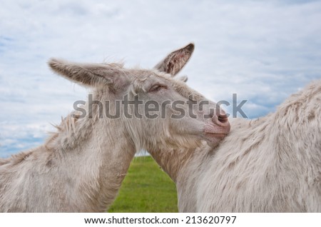 two cuddling white donkeys standing on the pasture