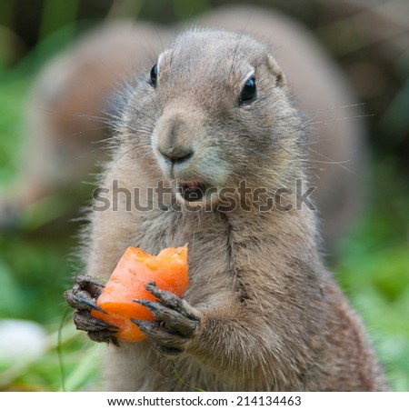 black tailed prairie dog eating a carrot