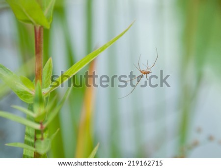 spider with long thin legs hanging on a water mint in a pond