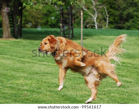 jumping dog playing with soap bubbles