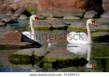 Swan chick with parents